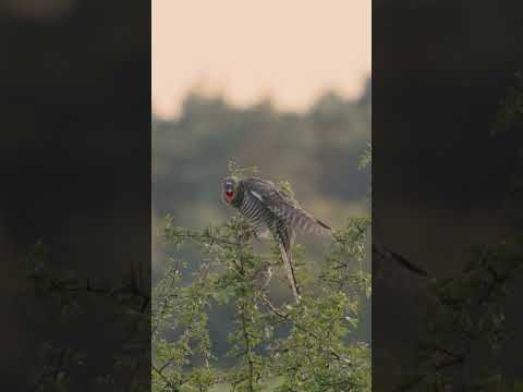 Nature's Deceptive Strategy: Brood Parasitism Unveiled! #evolution #cuckoo #wildlifephotography