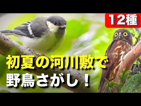 野鳥の可愛らしい姿を観察しましょう！