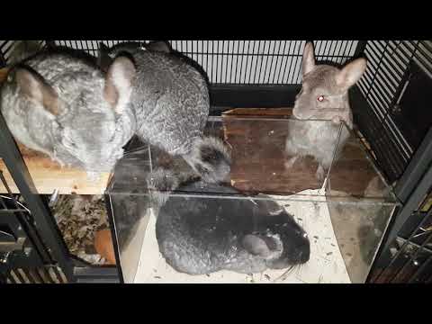 Chinchilla dustbath rush hour