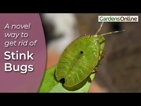 Best Stink Bug Remedy - with a Vacuum Cleaner