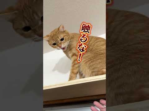 チャイさんの暮らし87。#保護猫