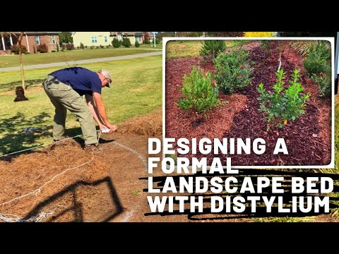 Exciting Landscape Makeover: Designing a Formal Bed with Distylium!