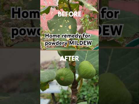 Powdery mildew remedy on Fig plant (S-073) #shorts #youtubeshorts #garden #plantcare