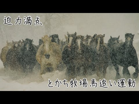 雪の日こそみてほしい迫力満点〜十勝牧場馬追い運動〜