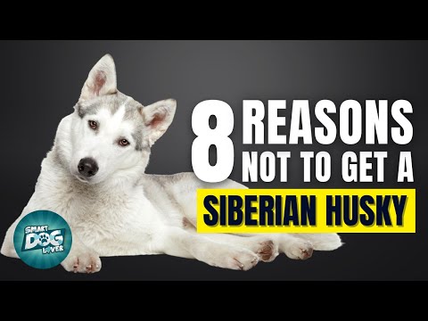 8 Reasons Why You Should Not Get a Siberian Husky