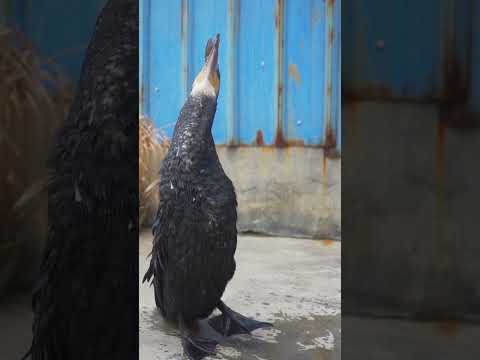 Cormorant swallows big carp, a magical bird