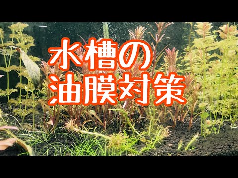 水槽の表面の油膜除去　#水草水槽  #アクアリウム