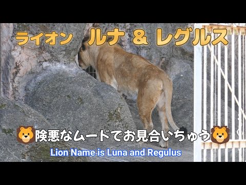 ライオン　ルナ＆レグルス　🦁険悪なムードでお見合いちゅう🦁（東山動植物園）Lion Name is Luna and Regulus