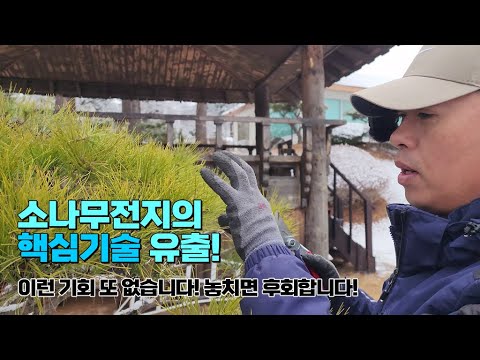 소나무전지의 핵심기술 유출! 이런 기회 또 없습니다. 놓치면 후회합니다 / a key technique for cultivating pine trees