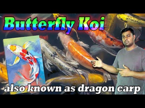 Butterfly Koi, also known as dragon carp or long finned Koi - Butterfly carp fish