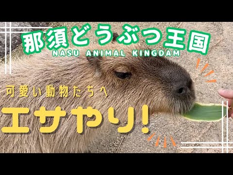 那須どうぶつ王国で可愛い動物たちへエサやり！