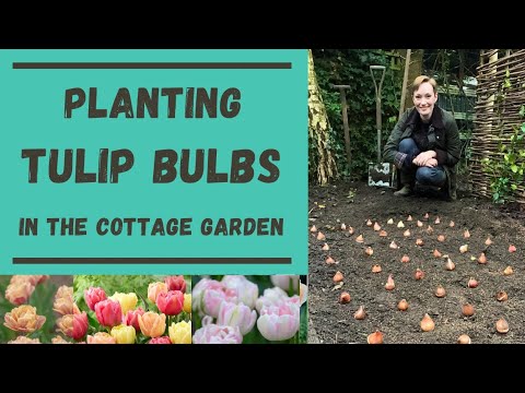 PLANTING TULIPS IN THE COTTAGE GARDEN - HOW TO GET SPRING BULBS IN THE GROUND - ALLOTMENT GARDENING