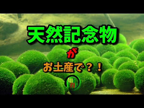 阿寒湖のお土産で有名な天然記念物😽 　◆知っ得◆雑学