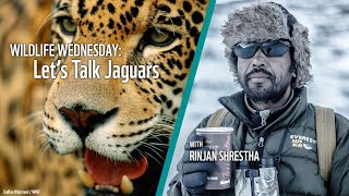 Wildlife Wednesday: Let's Talk Jaguars