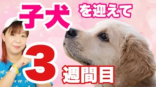 子犬を迎えて３週間　苦手な○○克服！やるべき事は？　ドッグトレーナーが子犬の飼い方を解説します【子犬の育て方#3】