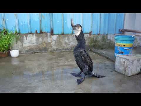 Cormorant quickly eats a fish