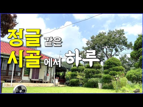 여름 시골은 정글입니다 / countryside, gardening, farming, weeds, tomato, chili, pumpkin