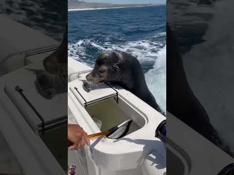 #fishing #sealions #ocean #sealife #fish #seabeasts #seal #shark #tamed #liontiger