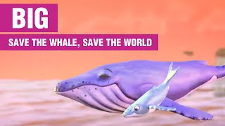 BIG - save the whale, save the world | Whale and Dolphin Conservation