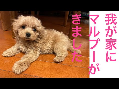 マルプー♦️こいぬ　子犬　かわいい動物動画🎥マルチーズ、トイプードル　成長