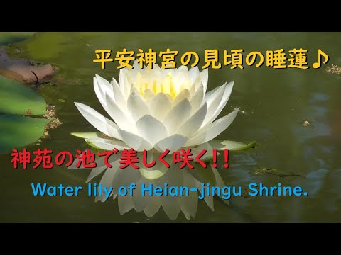 平安神宮のスイレンとサツキ、神苑で美しく咲く♪【Water lily of Heian-jingu Shrine.】