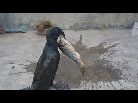 Cormorants eat fish bigger than their heads