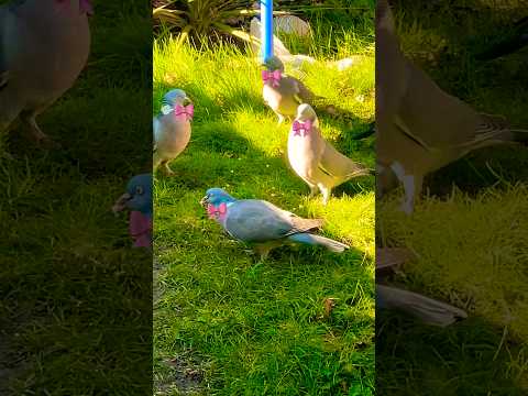 Adorable bird party 🥳 🎉🎊#shortsvideo #birds #party #nature -#birdslover