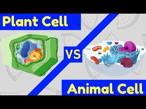 Plant Cell vs Animal Cell | 3 Key Differences