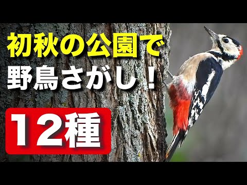 不思議な野鳥たちを発見！？