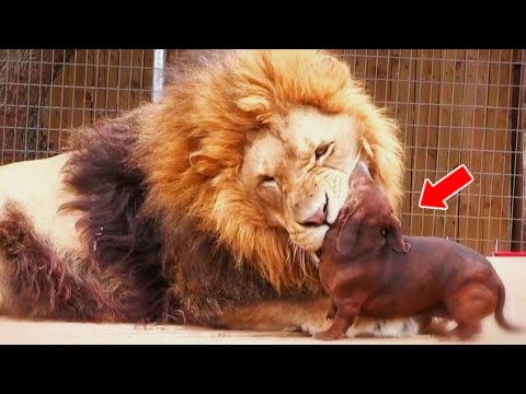 This Man Threw a Little Dog into a Lion's Cage. What Happened Next Is Shocking!