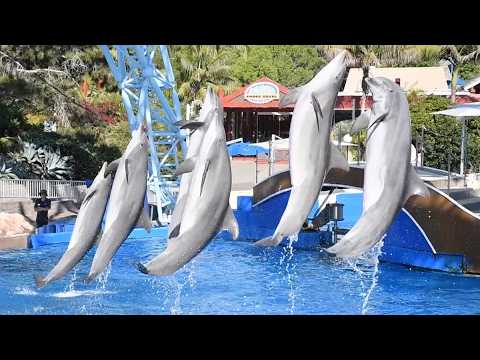 Dolphin Adventures (Full Show) - SeaWorld San Diego - June 14, 2024