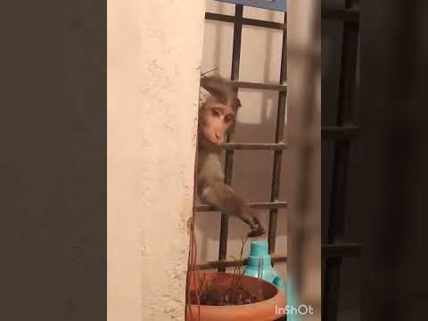 Macaque Monkey  #monkey #monkeyvideo #monkeys#cute#funny #funnyanimal#macaque  #longtail#india#free