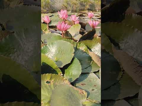 Water lily#lilyflower #waterlily #trending #plant #natureplants #viralshorts #naturelovers #nature