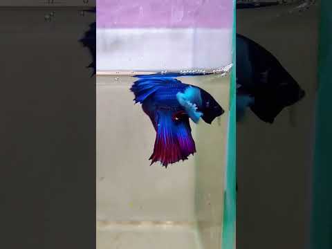 Dumbo Ear betta #aquarium #bettafish #ytshorts