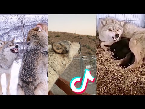 Wolves are Badass and Cute - Best TikTok Compilation!