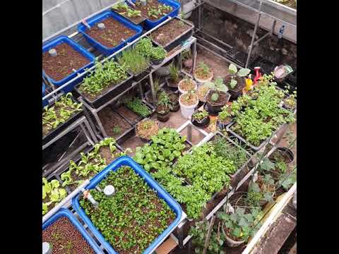 Làm thêm hệ trồng rau nuôi cá ở hệ aquaponic kết hợp trồng đất ngôi nhà thứ 2 tại Hà Nội hihi