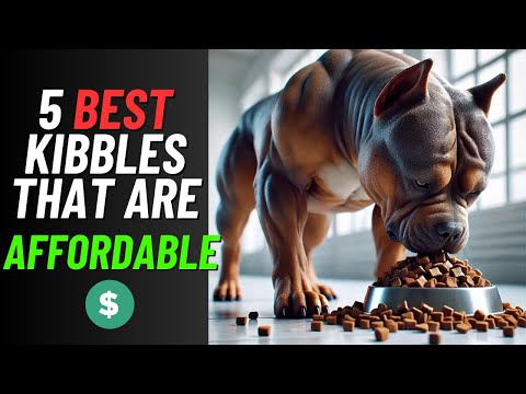 5 best kibbles for pit bulls that are affordable in 2024!