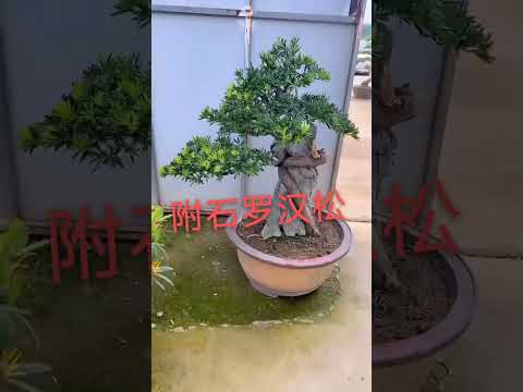 附石 #罗汉松，有喜欢的双击评论加关注1 #bonsaitree #tree #bonsailovers #bonsaigarden #podocarpus