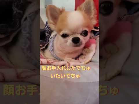 #障害犬の日常  #ひっかいた目 ワンちゃんのあるあるですかね？モカはよくなります😫