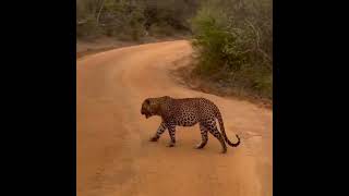 #YalaLeopard #SriLankanWildlife #WildlifeVideo #LeopardInAction #YalaNationalPark #WildlifeLovers