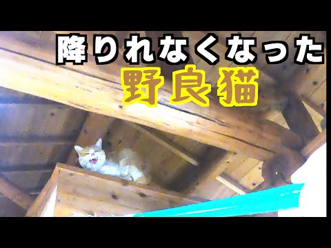 女子便所に迷い込んだ野良猫を・・・　63回目　池ノ島キャンプ場　後半