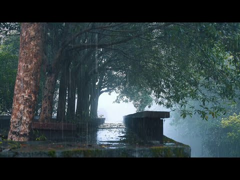 🎵Relax and fall asleep to the sound of wind and rain in the beautiful misty forest! rain music