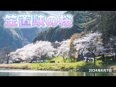 笠置峡の桜 2024年4月7日