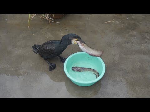 Cormorant swallows two silver carp at once