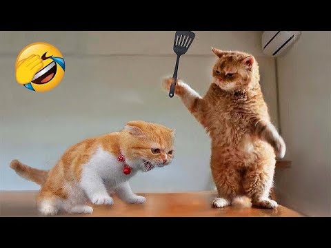 New Funny Cats 2024 😸 Funny Cat Videos − Funny Cats