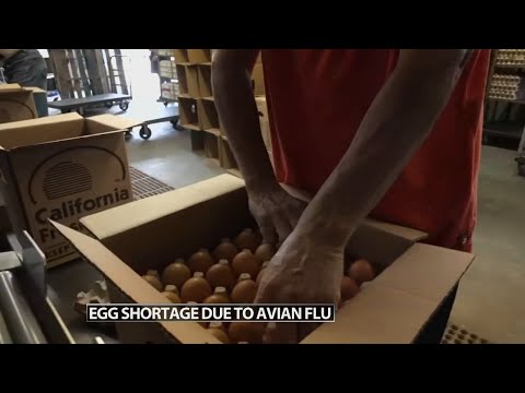 Eggs shortage in grocery stores due to bird flu