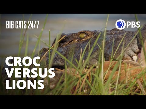 Who Will Win? Lions Battle a Crocodile for a Meal | Big Cats 24/7 | PBS