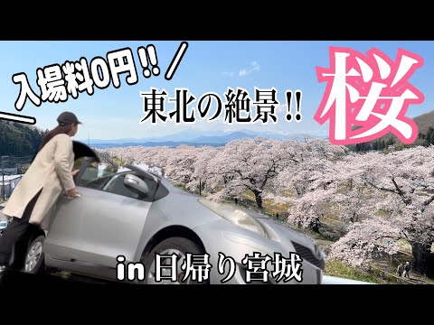 【39歳からのドライブ旅】行って良かった宮城県の桜名所！満開の一目千本桜を巡る孤独な親子in東北／宮城県日帰り　　#アラフォー  #旅行