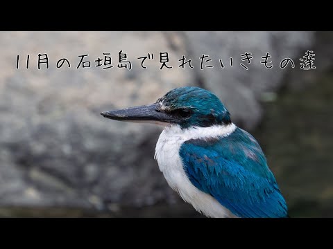 石垣島の11月のいきもの達