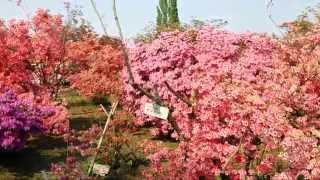 つつじが岡公園 (群馬県館林市)　2014年4月26日